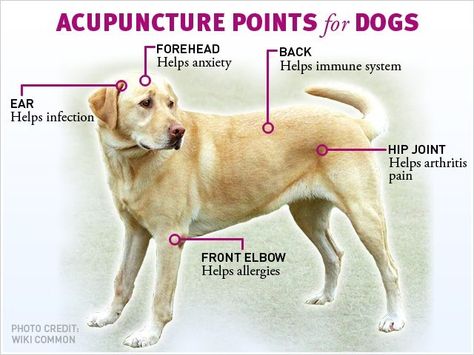 Acupuncture points for Dogs Pet Healing, Holistic Pet Care, Animal Reiki, Dog Remedies, Best Dog Toys, Food Homemade, Acupuncture Points, Dog Info, Dog Care Tips