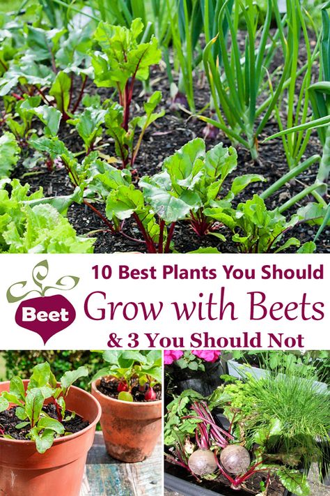 Planting Beets Raised Beds, Beetroot Companion Plants, Growing Root Vegetables, Beets Companion Planting, Eggplant Companion Plants, Carrot Companion Plants, Onion Companion Planting, Cucumber Companion Plants, Beet Plant