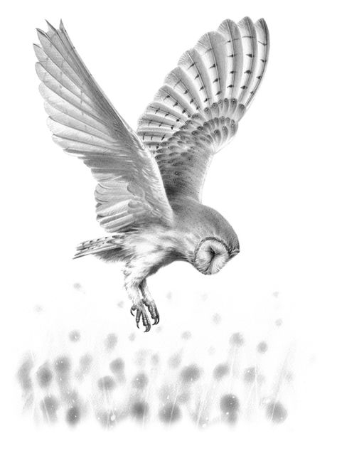 'Barn Owl in Flight II' Original Drawing Barn Owl Drawing, Barn Owl Tattoo, Owl Tattoo Drawings, Owl Sketch, Fly Drawing, Flying Tattoo, Owl Artwork, Bird Sketch, Owl Tattoo Design