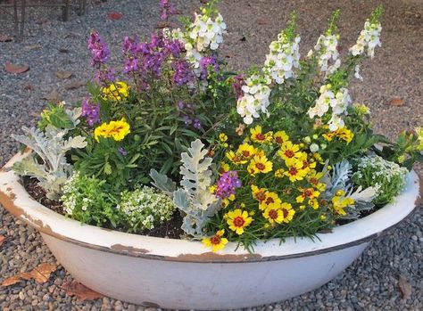 container garden in a vintage enamelware tub, container gardening, flowers, gardening, repurposing upcycling, Love my enamelware tub Before it was just leaning in a corner Love it more now I put a mixture of gravel packing peanuts in the bottom for drainage Update Furniture, Xeriscape Plants, Flower Combinations, Succulent Containers, Flea Market Gardening, Walking Trail, Vintage Enamelware, Planter Ideas, Garden Containers