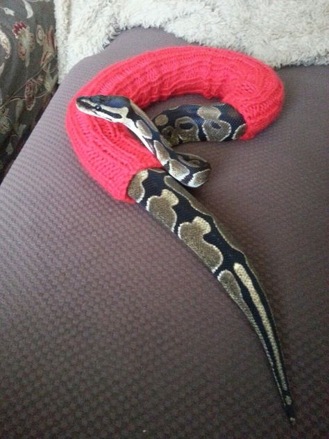 Snakes With Hats, Snake Sweater, Pretty Snakes, Corn Snake, Cute Reptiles, Cute Snake, Pet Snake, Ball Python, A Snake