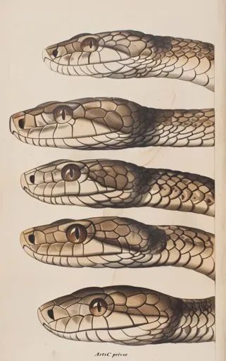 ↑↑↑ Larger size on website 🔸 The image shows five detailed illustrations of snake heads. The snakes have brown scales and large,  🔸 From Midjourney AI Image Snake Wallpaper Laptop, Snake Side Profile, Snake Head Reference, Snake Front View, Snake Hissing, Snake Head Drawing, Snake Reference, Snake Photography, Snake Heads