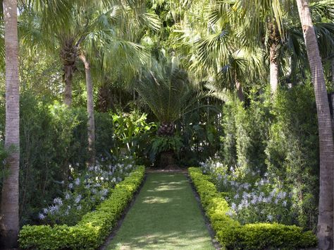 Tropical Hedge, Luxurious Landscape, Garden Layering, Courtyard Homes, Miami House, Tropical Landscapes, Landscaped Garden, Florida Landscaping, Palm Garden