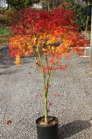 Acer Dissectum, Fall Landscaping Front Yard, Acer Palmatum Dissectum, Fall Landscaping, Front Lawn Landscaping, Front Garden Landscape, Japanese Maples, Japanese Maple Tree, Acer Palmatum