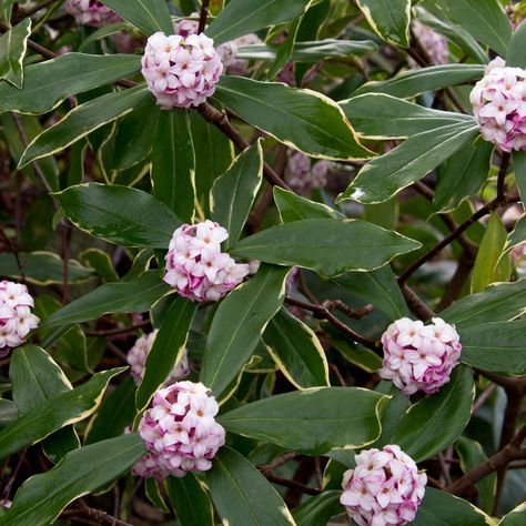 Flowering Shrubs and Bushes for Year-Round Color | HGTV Evergreen Gardens, Barn Landscaping, Winter Daphne, Corner Fence, Daphne Odora, Hillside Landscape, Amazing Landscaping Ideas, Alberta Spruce, Kalmia Latifolia