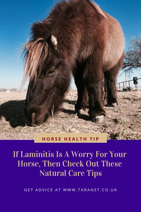 Laminitis is an issue for many equines, find out how natural therapies can assist in managing this painful and serious condition http://taranet.co.uk/AnimalCareDirectory/Animal%20Care%20Guide/Laminitis%20and%20Holistic%20Therapies/  #horse #veterinary #laminitis Laminitis In Horses, Veterinary Surgeon, Veterinary Science, Bach Flower Remedies, Flower Remedy, Holistic Care, Holistic Therapies, A Pony, Horse Health