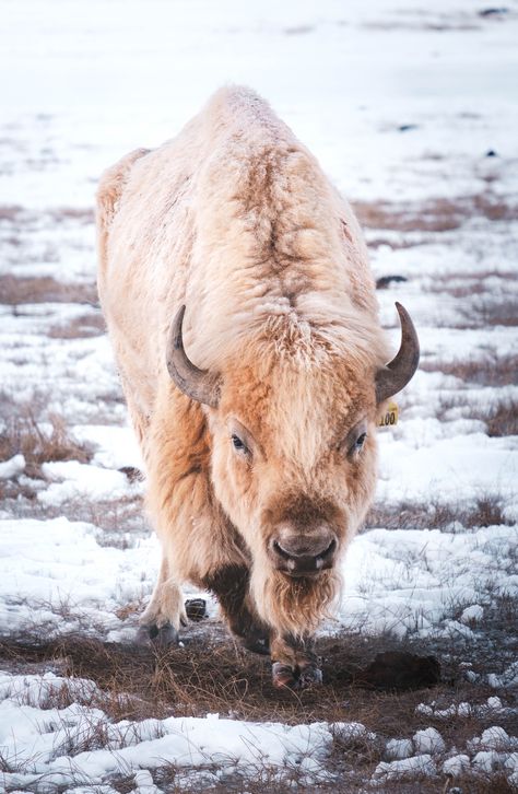 Great White Buffalo, Bison Photography, White Bison, Spiritual Animal, Albino Animals, American Bison, The Great White, Colorado Usa, Like Animals