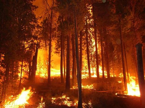 As of September 17th. 2014 the "King Fire" wildfire is threatening 1,600 homes and has displaced 2,100 residents in the Lake Tahoe, Nevada region of the United Sates and this was at only its 5th day of burning 숲 사진, Forest Resources, Forest Conservation, Wildland Fire, Wildland Firefighter, Fire Image, Wild Fire, Art Appliqué, Forest Fire