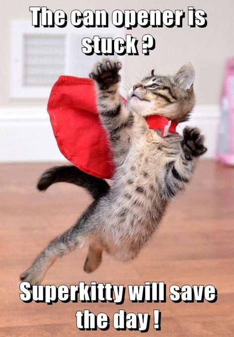 Superkitty will save the day ! Söt Katt, Super Cat, Backstreet Boys, Cute Cats And Kittens, Funny Animal Pictures, Crazy Cats, Cat Pics, Cool Cats, Kittens Cutest