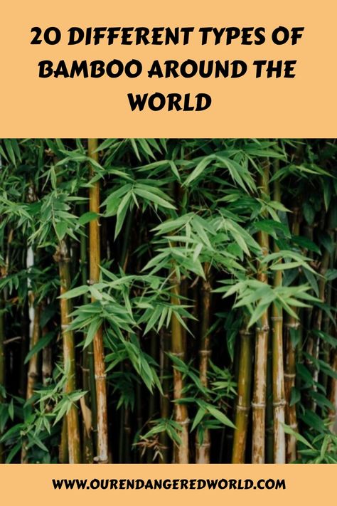 Discover the allure of bamboo, a beloved plant species adored worldwide. Originating from Asia and East Asia, bamboo has captivated hearts with its rapid growth and versatility. Delve into the fascinating world of this remarkable plant and explore its countless wonders. Giant Bamboo, Bamboo Species, Clumping Bamboo, Bamboo Tree, Bamboo Plants, Tropical Climate, Ornamental Plants, Plant Species, East Asia