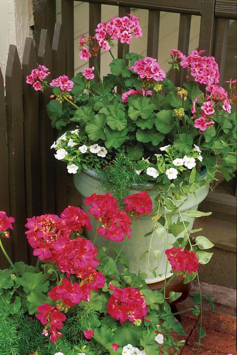 RX_Plant Geraniums in Containers Geranium In Pots, Geranium Containers, Geraniums As Houseplants, Geraniums In Containers, Geranium Houseplant, Landscaping Succulents, Geraniums In Pots, Planter Flowers, Floris Rose Geranium