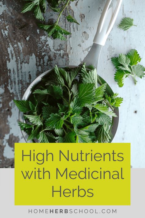 Medical Herbs, Diy Herb Garden, Red Clover, Herbal Tinctures, Herbal Recipes, Cold Home Remedies, Herbs For Health, Natural Health Remedies, Healing Herbs