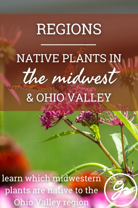 Ohio Wildflowers Native Plants, Ohio Native Flower Garden, Midwest Native Plants, Ohio Native Plants Landscaping, Ohio Native Plants Perennials, Ohio Native Landscaping, Ohio Native Plants, Ohio Gardening, Ohio Wildflowers