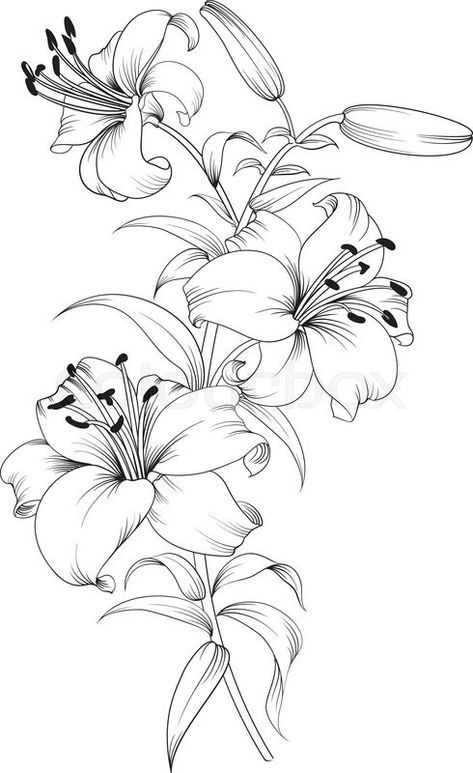 Ako Kresliť, Lilies Drawing, Lily Flower Tattoos, Pencil Drawings Of Flowers, Beautiful Flower Drawings, Butterfly Tattoos, Flower Art Drawing, Flower Sketches, Flower Tattoo Designs