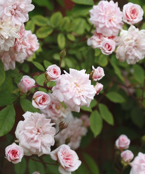 Monty Don’s rambling rose tip will create flowers in 2022 | Country When To Plant Roses, Rose Pruning, Deadheading Roses, Rambling Roses, Rooting Roses, Rosé Back, Rose Cuttings, Deadheading, Rambling Rose