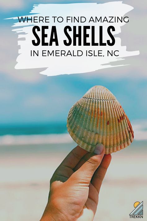 If you're looking for things to do in Emerald Isle, North Carolina, hunting for giant seashells is one thing you must do. And we have just the spot for where to find them! #emeraldisle #nc #seashells Crystal Coast North Carolina, Ginnie Springs, Emerald Isle North Carolina, Emerald Isle Nc, Best Island Vacation, Nc Beaches, Shell Island, Beaches To Visit, North Carolina Vacations