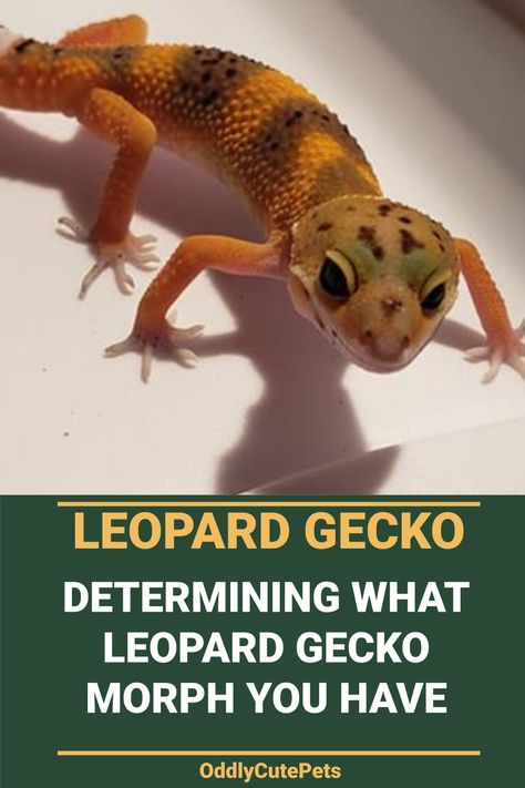 Leopard Gecko Morphs Chart, Cute Leopard Gecko Tank Ideas, Gecko Morphs, Leopard Gecko Habitat, Leopard Gecko Tank, Leopard Gecko Care, Leopard Gecko Morphs, Pet Reptiles, Lizard Habitat