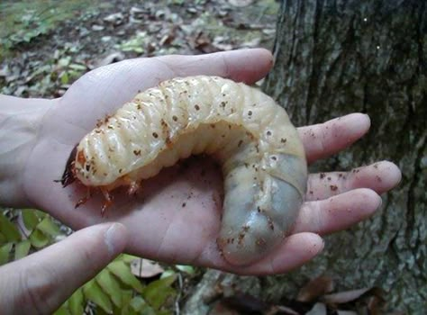 I See Your Hand Sized Moth And Raise You A Giant Beetle Larvae Goliath Beetle, Hercules Beetle, Cool Insects, Learning German, Cool Bugs, Beautiful Bugs, Creepy Crawlies, Arthropods, Clydesdale