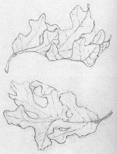 Fallen Leaves (Nature Journal) Leaves Falling Drawing, Falling Leaves Drawing, Doodles Plants, Skeletal Leaves, Leaf Doodle, Fall Leaves Drawing, Leaves Drawing, Leaves Sketch, Leaves Doodle