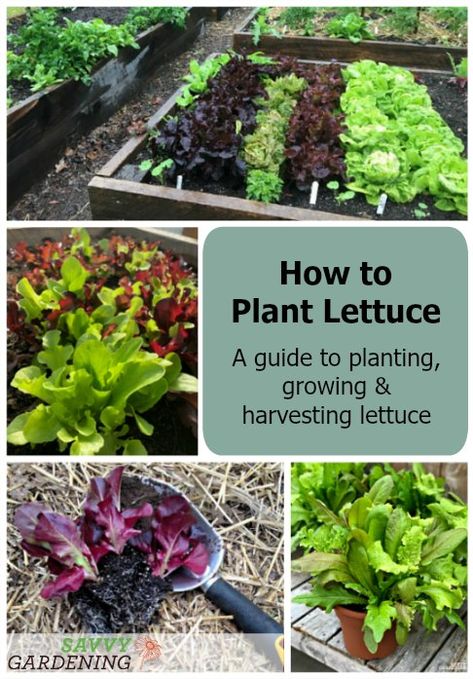 Lettuce Companion Planting, How To Plant Lettuce, When To Plant Lettuce, Regrow Veggies, Harvesting Lettuce, Harvest Lettuce, Plant Lettuce, Gardening Veggies, Planting Lettuce