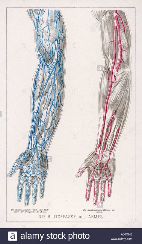 Download this stock image: Blood Circulation Arms - A66GNE from Alamy's library of millions of high resolution stock photos, illustrations and vectors. Arm Veins Anatomy, Veins Diagram, Blood Vessels Anatomy, Greys Anatomy Book, Arm Veins, Hand Veins, Arm Anatomy, Anatomy Book, Arteries And Veins