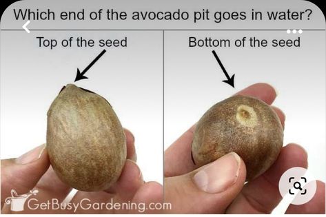 Grow Avocado From Pit, Avocado Tree From Seed, Avocado From Seed, Avocado Growing, Avocado Plant From Seed, Growing Avocado, Avocado Seed Growing, Avocado Trees, Avocado Pit