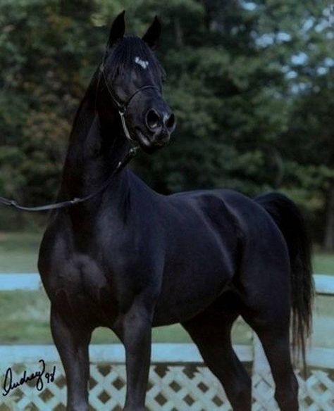 Hu-Synbaad :: Hughes Arabians Fantasy Mounts, Black Arabian Horse, Horse Arabian, Arabian Stallions, Beautiful Arabian Horses, Black Horses, Arabian Horses, Hobby Horse, Cute Horses