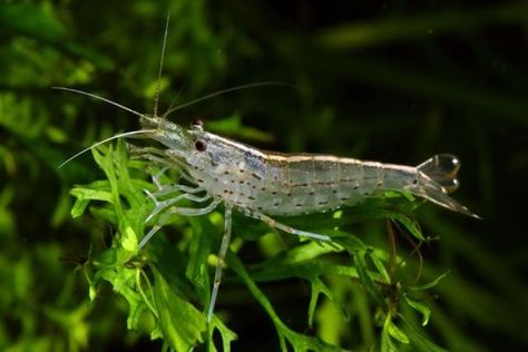 The Amano Shrimp is also known as the Yamato Numa-Ebi, or Japanese Swamp Shrimp; it originates from the swamps of Japan. Their ideal setup is an established freshwater aquarium of at least 10 gallons with plenty of hiding places & algae with a mature substrate. They should be housed with small peaceful fish. The Amano Shrimp can tolerate low to moderate salinity levels, making them an ideal algae controller for ponds. I had a few of these cheery little guys in my freshwater tank, they're great. Amano Shrimp, Hiding Places, Out Of Control, Freshwater Aquarium, Ponds, Fish