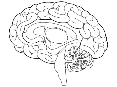 Brain Coloring Pages #brain #psychology #science #kids #coloringpage #coloring #crafts #craftsforkids Stickers For Goodnotes Png, Human Brain Drawing, Dental Health Preschool Crafts, Dental Health Preschool, Brain Diagram, Brain Craft, Brain Drawing, Stickers For Goodnotes, Brain Images