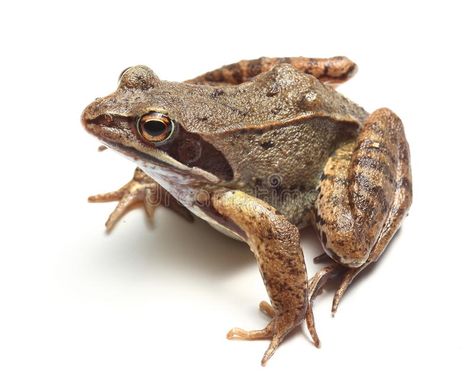 Common frog (Rana temporaria). Over white , #spon, #frog, #Common, #Rana, #white, #temporaria #ad Common Frog, White Background Photo, Frog And Toad, White Stock, White Image, Amphibians, Toad, Graphic Design Art, Frogs