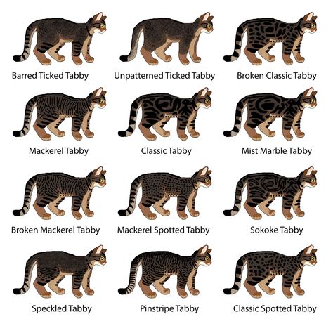 Cat Genetics Guide: Tabby Patterns How To Draw Cat Fur Patterns, Cat Genetics Chart, Tabby Cat Patterns, Cat Coat Colors Chart, Cat Fur Colors, Cat Colors Chart, Hollyleaf Warriors, Tabby Patterns, Classic Tabby Cat