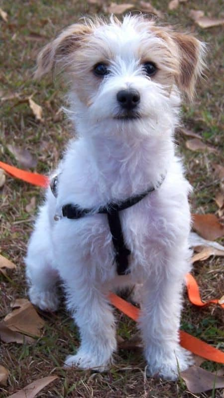 18 Jack Russell Terrier Mixes: Jack Russell + Poodle (Jack-A-Poo) jack-russell-poodle-mix source: Pinterest The Jack-A-Poo is a playful dog and is great for families. These sweet pooches are affectionate, caring, playful, and cuddly, and are a non-shedding dog–so, great for those with allergies! Poodle Terrier Mix Dogs, Yorkie Terrier Mix, Chien Jack Russel, Terrier Mix Breeds, Poodle Rescue, Jack Russell Mix, Chihuahua Terrier, Jack Russell Terrier Mix, Doodle Dogs