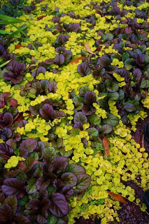 Ajuga Reptans, Lysimachia Nummularia, Shade Garden Design, Shade Garden Plants, Creeping Jenny, Southern Garden, Ground Cover Plants, Have Inspiration, Woodland Garden