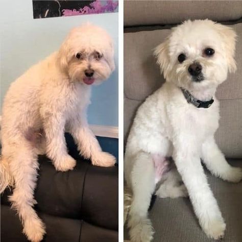 Short Maltipoo Haircut Ideas: 15 Before and After Photos! Maltipoo Haircuts, Maltese Poodle Mix, Lamb Cuts, Maltipoo Dog, Poodle Mix Dogs, Matted Hair, Puppy Cut, Dog Haircuts, Bad Haircut