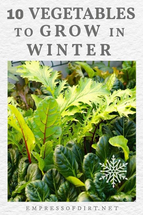 Growing Radishes, Cold Climate Gardening, Winter Veggies, Indoor Vegetables, Vegetables To Grow, Winter Vegetables Gardening, List Of Vegetables, Winter Crops, Indoor Vegetable Gardening