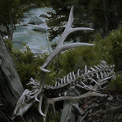 Asthetic Picture Bones, Animal Bones Aesthetic, Feralcore Aesthetic, Deer Skeleton, Animal Skeleton, Dead Animals, Goblincore Aesthetic, Nature Witch, Animal Skeletons