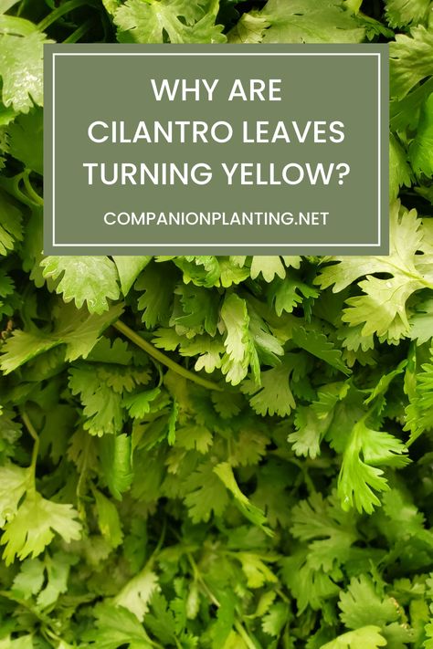 If you’ve ever grown cilantro by yourself instead of purchasing it in the store, then you know that it’s rather easy to care for and maintain and doesn’t require much effort. Still, some attention is needed to prevent certain issues that this plant may struggle with. One of the most common problems you may notice is cilantro leaves turning yellow. Below, I’ll explain why this happens to cilantro leaves and what to do when it does. Cilantro Plant Care, Grow Cilantro, Cilantro Plant, Growing Cilantro, Soil Layers, Wildlife Gardening, Neem Oil, Led Grow, Yellow Leaves