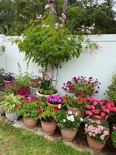 Bougainvillea On Fence Backyards, Buganvilla In Pot, Pink And Purple Flower Garden, Pink Flower Garden Aesthetic, Indian Garden, Succulent Landscape Design, Potted Plants Outdoor, Balcony Plants, Cottage Garden Design