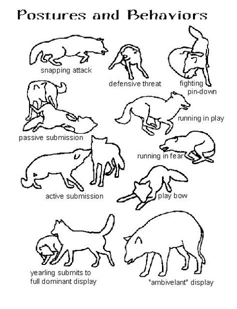 Postures & Behaviors - interesting for study on wolf behavior Wolf Pack Hierarchy, Wolf Body Language, Wolf Therian Gear, Wolf Therian Tips, Wolf Regressor, Wolf Behavior, Wolf Facts, Therian Quadrobics, Social Hierarchy