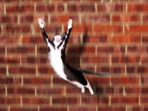 Flying cat I Believe I Can Fly, Flying Cat, Awkward Photos, Super Cat, Funny Animal Memes, Animal Jokes, Cute Animal Pictures, Animal Memes, Cute Quotes