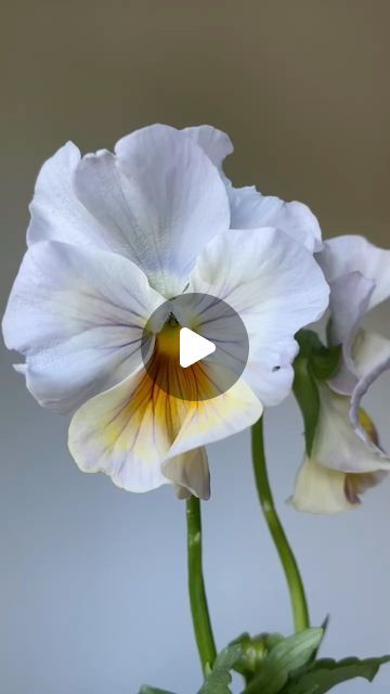 603 likes, 22 comments - threebrothersblooms on March 6, 2024: "Pausing for a little twirl… Pansy ‘Moulin Rouge Mix’ #threebrothersblooms #pansies #pans..." Flower Farmer, Cut Flower Garden, Flower Farm, Pansies, Blue Flowers, Florist, Floral Design, Flowers, Floral