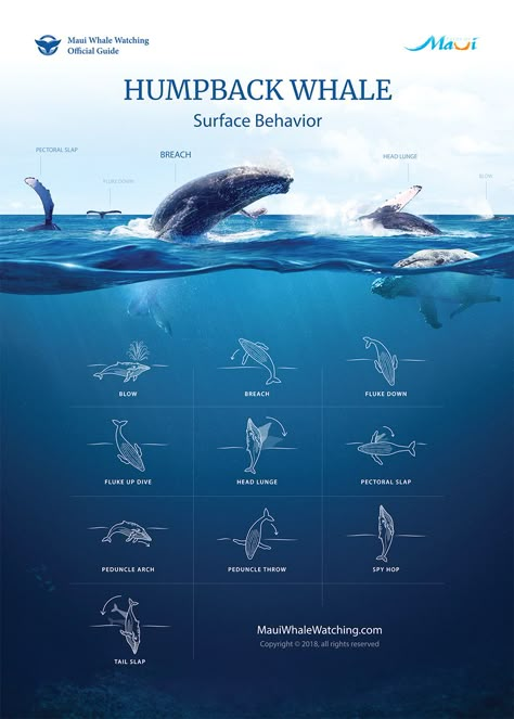 Animal Infographic, Whale Graphic, Marlborough Sounds, Church Backgrounds, Ui Design Website, Animation Tutorial, Motion Graphics Design, Humpback Whale, Web Layout