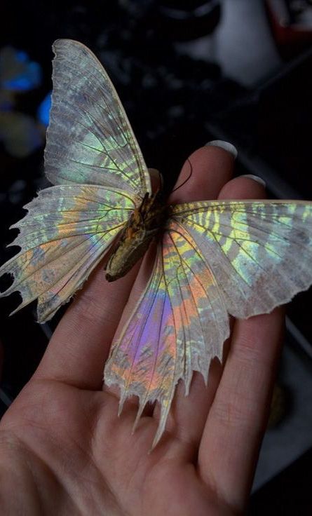 Iridescent Butterfly Iridescent Animals, Kristina Webb, Sunset Moth, Cool Bugs, Moths And Butterflies, Beautiful Bugs, Insect Art, Pretty Animals, Bugs And Insects