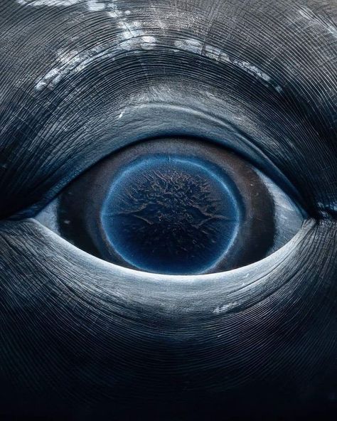 Whale Eye, Mind Blowing Images, Eye Close Up, Contact Print, Eye Photography, Animal Facts, Humpback Whale, Blue Whale, Close Up Pictures