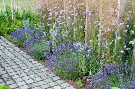 Lavender Munstead, Hidcote Lavender, Flower Garden Borders, Lavender Hidcote, Lavender Varieties, Cosmos Bipinnatus, Summer Flowers Garden, Border Ideas, Vegetable Garden Planning