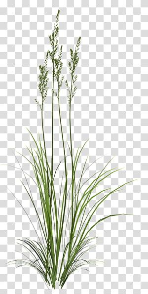 Long Grass Illustration, Grass Transparent Background, Grasses Drawing, Grass Reference, Plant Transparent Background, French Lavender Plant, English Lavender Plant, Grass Png, Plants With Pink Flowers