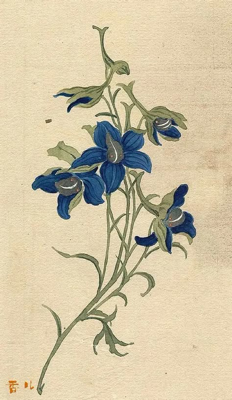 Minimal Graphic Design, Asian Flowers, Beautiful Flower Drawings, Art Assignments, Japanese Tattoo Art, Vintage Botanical Prints, Pressed Flower Art, Flower Art Images, Nature Drawing