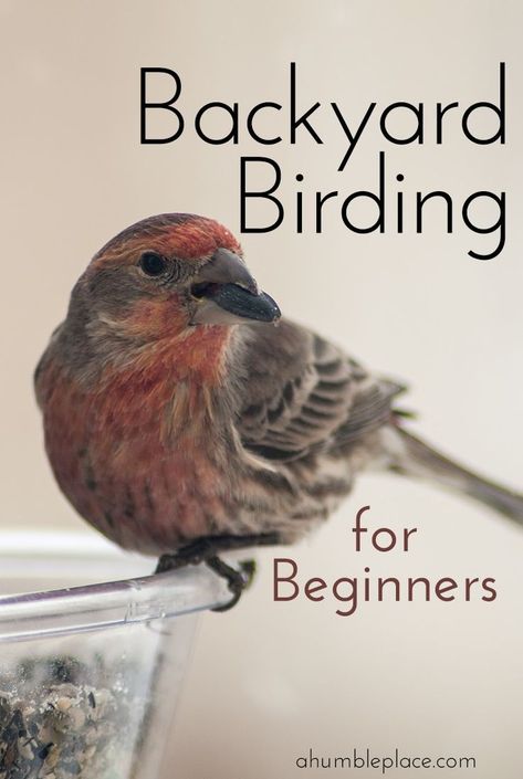 Backyard Birding for Beginners · a humble place | Backyard birds sanctuary, Backyard birds, Backyard birds watching Backyard Birds Watching, Backyard Birds Sanctuary, Bird Identification, Bird House Kits, Bird Feeding, Birds And The Bees, Seasonal Activities, Bird Care, Bees And Butterflies