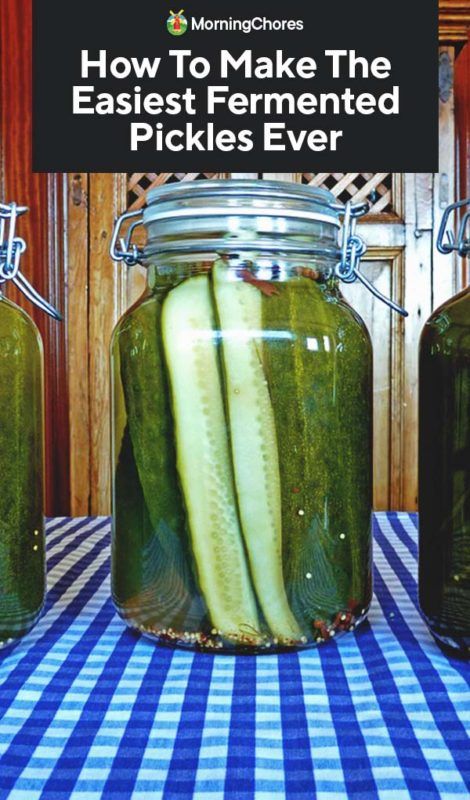 How To Make The Easiest Fermented Pickles Ever Fermenting Pickles, Fermented Pickles Recipe, Fermented Dill Pickles, Pickles Garlic, Lacto Fermented Pickles, Garlic Pickles, Basic Brine, Fermenting Foods, Lacto Fermented