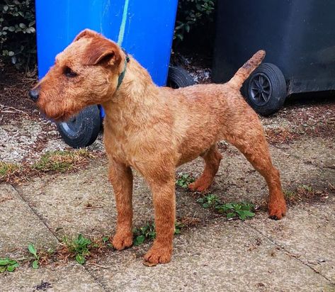 Working Terrier, Dog Oc, Patterdale Terrier, Lakeland Terrier, Manchester Terrier, Animal References, Purebred Dogs, Sporting Dogs, Hunting Dogs